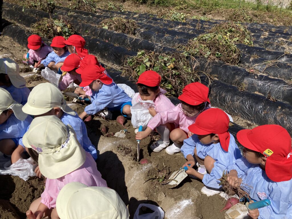 お芋ほり🍠 - 園のできごと | 追手門学院幼稚園