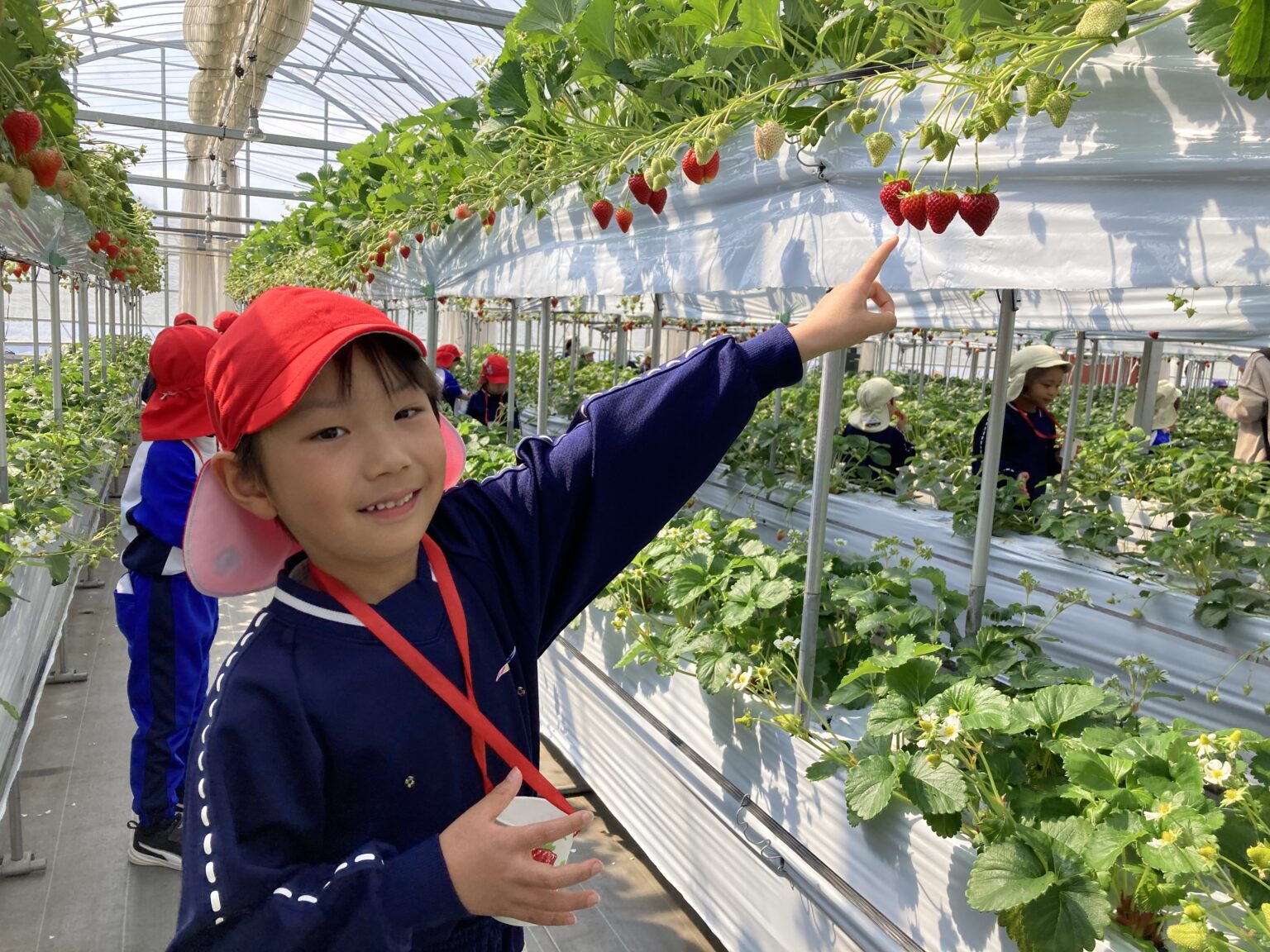いちご狩り🍓（年中組） - 園のできごと | 追手門学院幼稚園